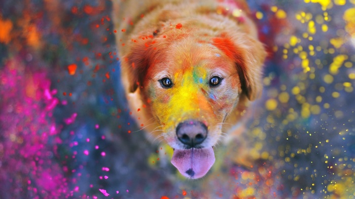 animals, Labrador Retriever, paint splatter, colorful, dog