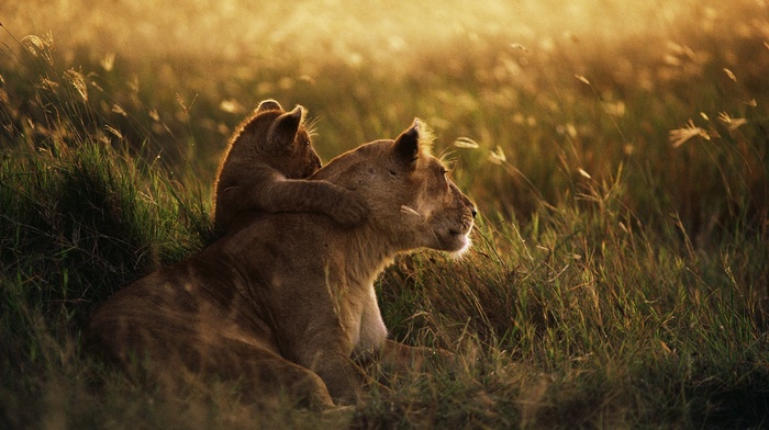sunset, photography, depth of field, grass, love, animals, baby animals, lion