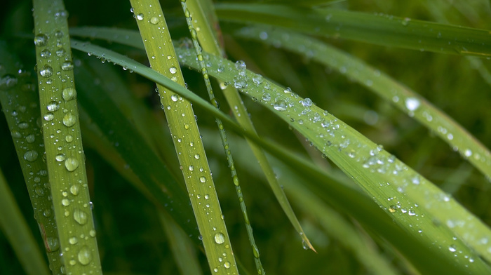 macro, stripes, dew