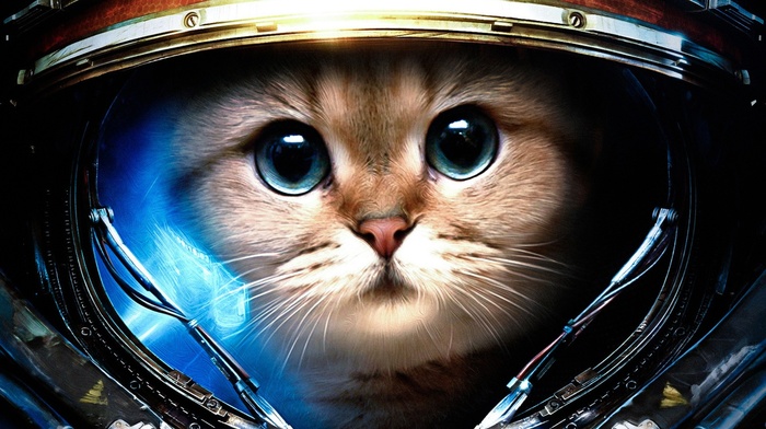 humor, cat, astronaut, James Raynor, StarCraft, space, Starcraft II