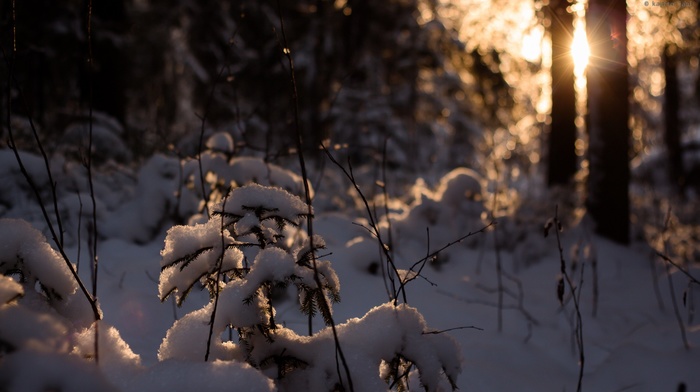 bokeh, nature, sunlight, winter, lens flare, snow