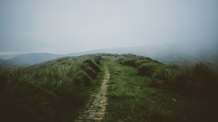 grass, mist, nature