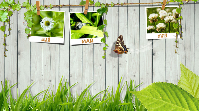 butterfly, greenery, fence
