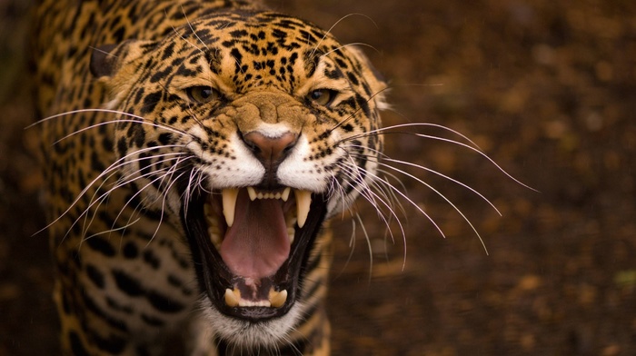 Jaguar, animals, teeth, jaguars