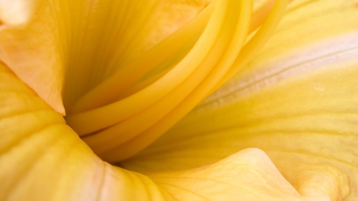 yellow, flower, indoors, macro