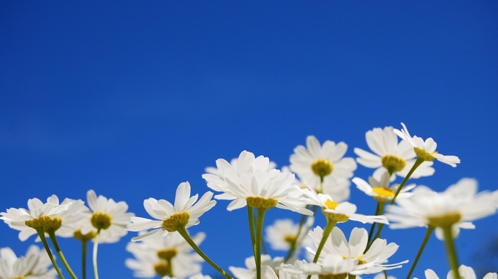 chamomile, flowers