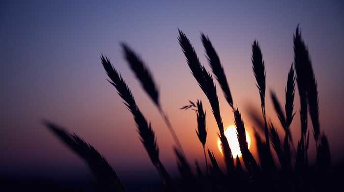 wheat, silhouette, sunset