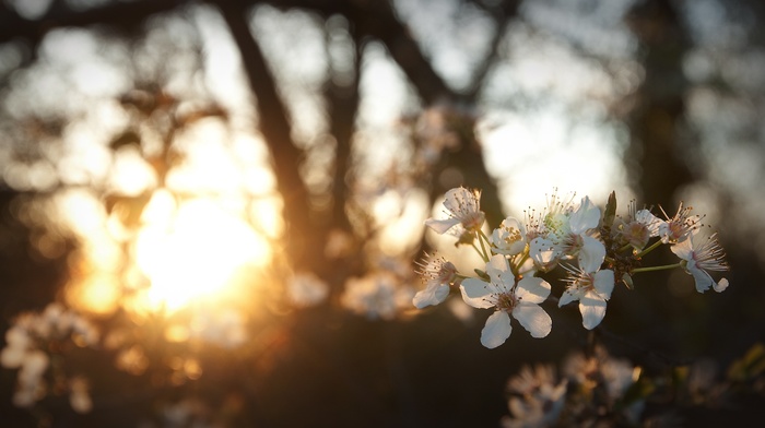 sunlight, depth of field, nature, bokeh, flowers, white flowers