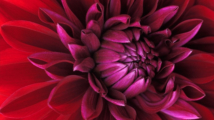 red, petals, macro, flowers