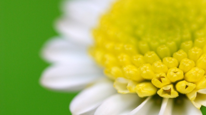 macro