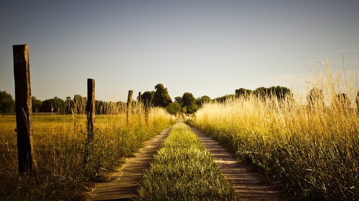 nature, road, grass