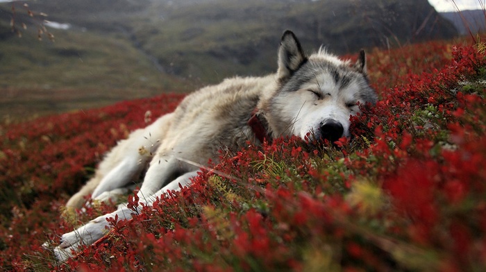 sleeping, wolf, nature