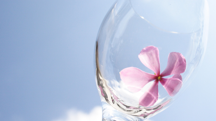 pink, petals, wineglass, sky, stunner, flower, clouds