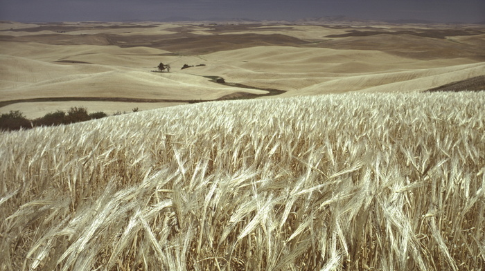 field, horizon, wheat, nature