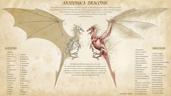 fantasy art, dragon