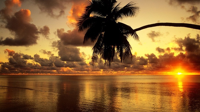 sunset, nature, palm trees