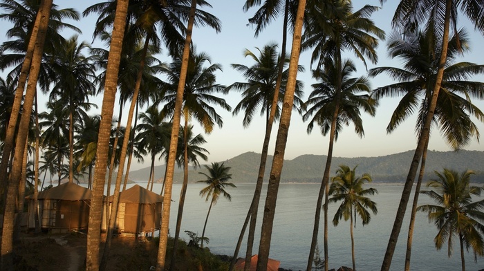 mountain, nature, horizon, palm trees