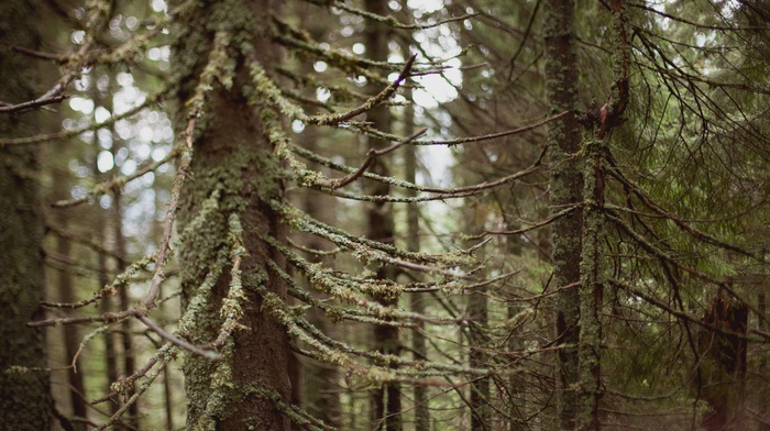 trees