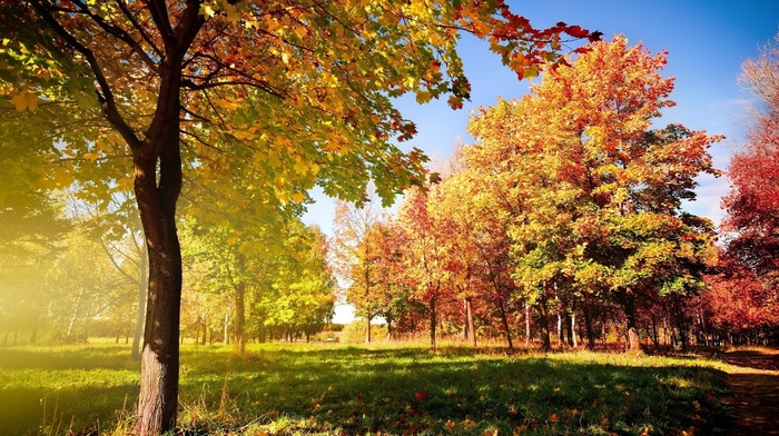 trees, autumn