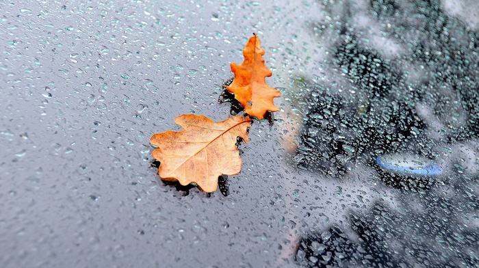 rain, autumn