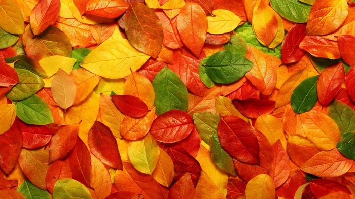 autumn, colors, foliage