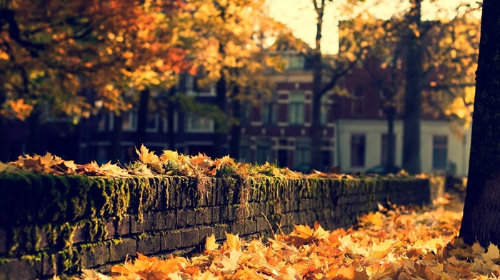 landscape, fall