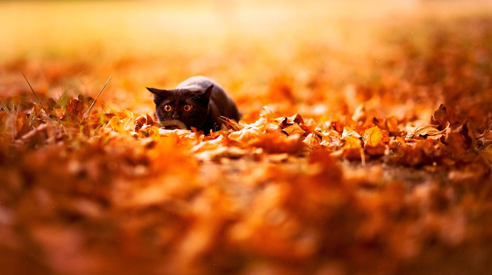 black, nature, animals, leaves, cat, autumn