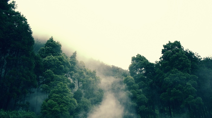 trees