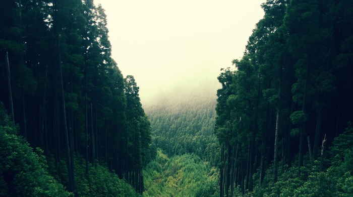 trees