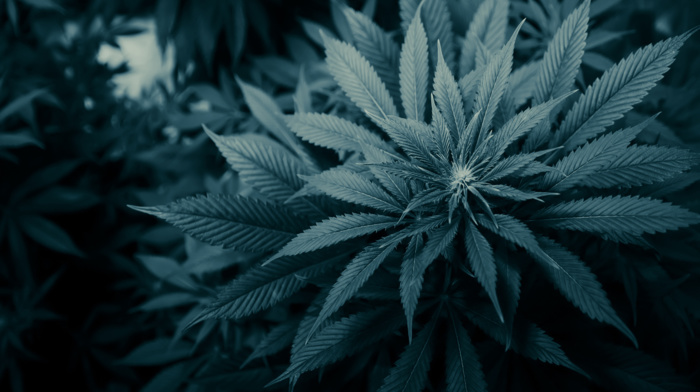 plants