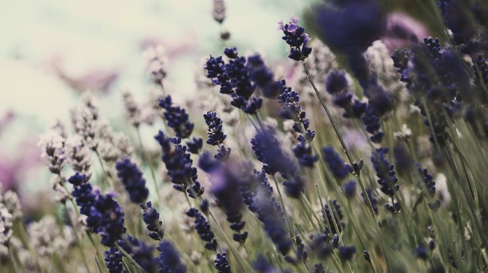purple flowers, flowers, lavender