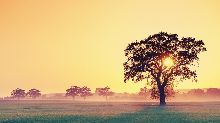 trees, grass, sunlight