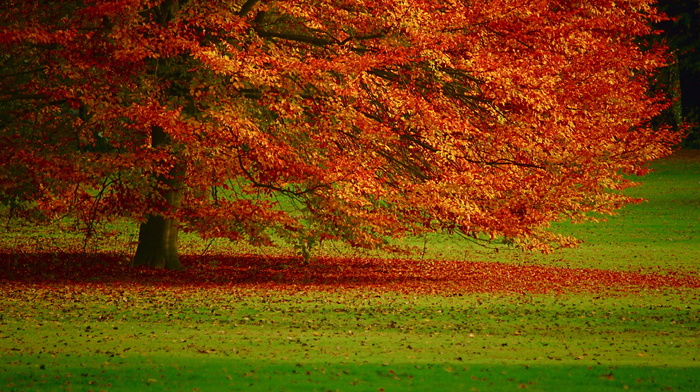 foliage, autumn, tree
