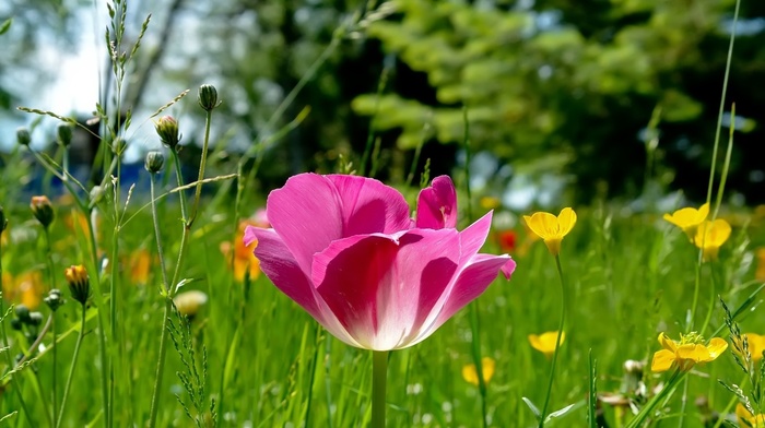 pink, flowers, nature, glade, grass
