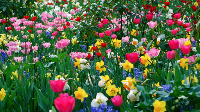 flowers, spring