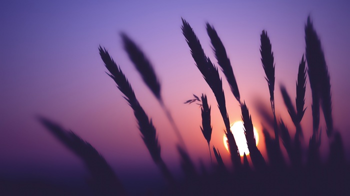 silhouette, sunset, spikelets, nature