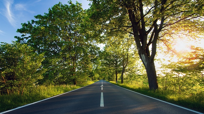 trees, road, sunlight