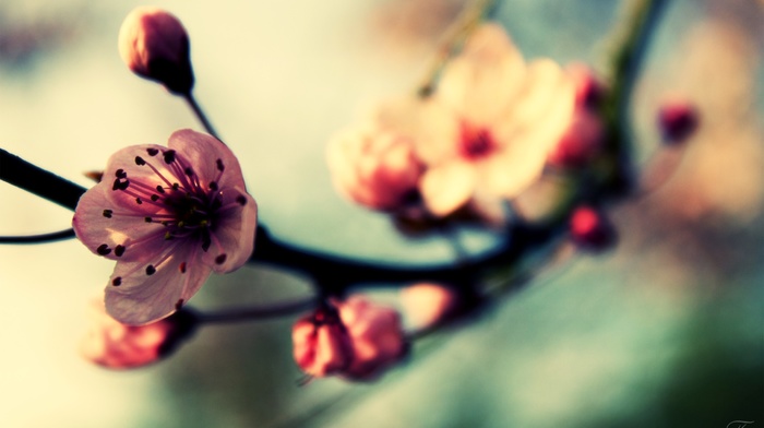 macro, nature, flowers