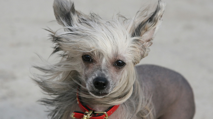 animals, wind, dog, sight