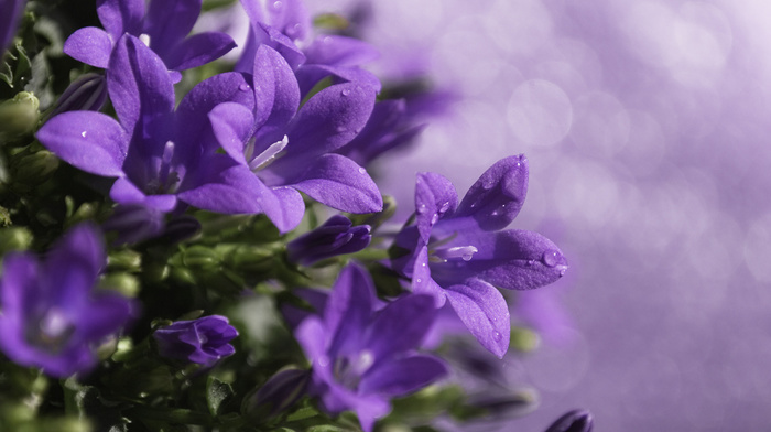 plant, flowers, motion blur, macro, drops, bells, highlights