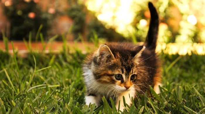 animals, grass, kitten