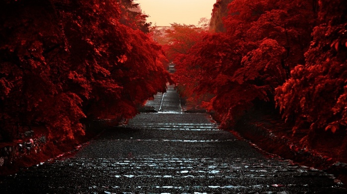 red, road, trees