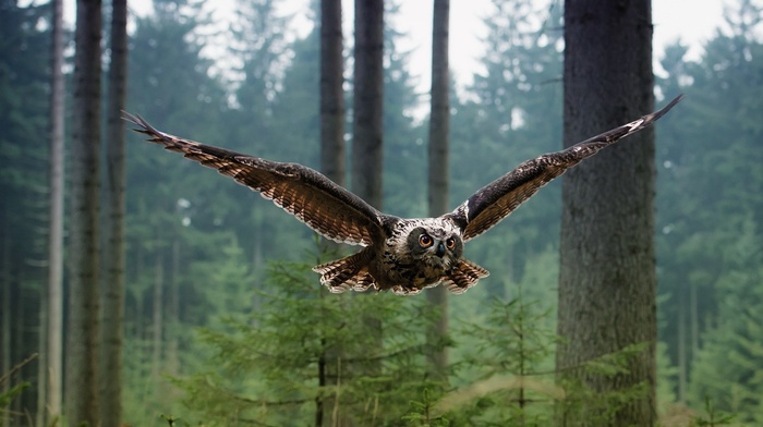 birds, trees, green, landscape, nature, owl, flying, animals, brown eyes
