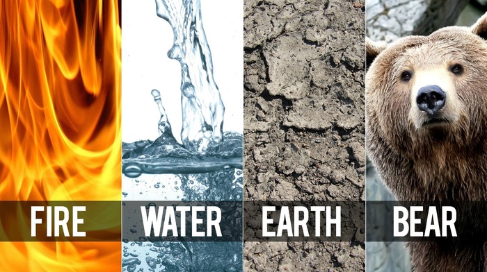Earth, air, fire, water, panels, bears, elements