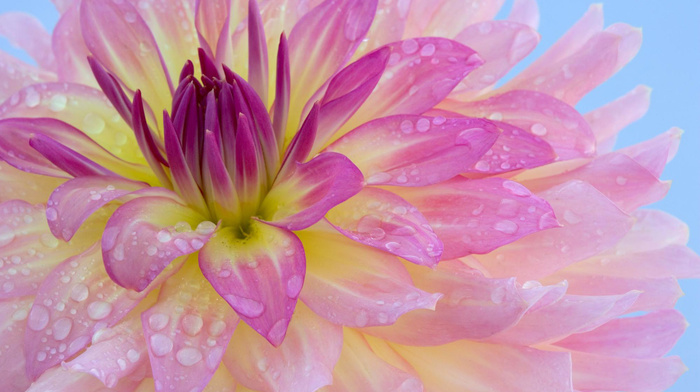 dew, flowers, flower