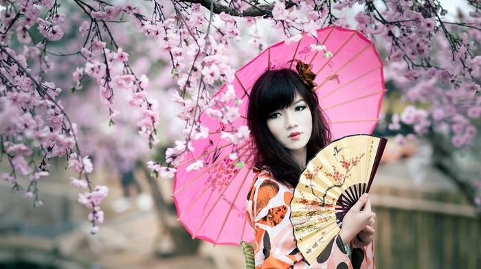 parasol, fans, Japan, girl, cherry blossom