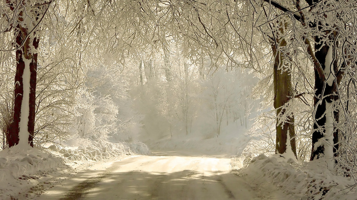 twigs, nature, road, winter, trees, light, snow
