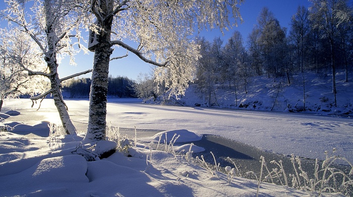 winter, trees, snow, landscape