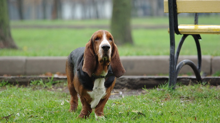 animals, grass, dog