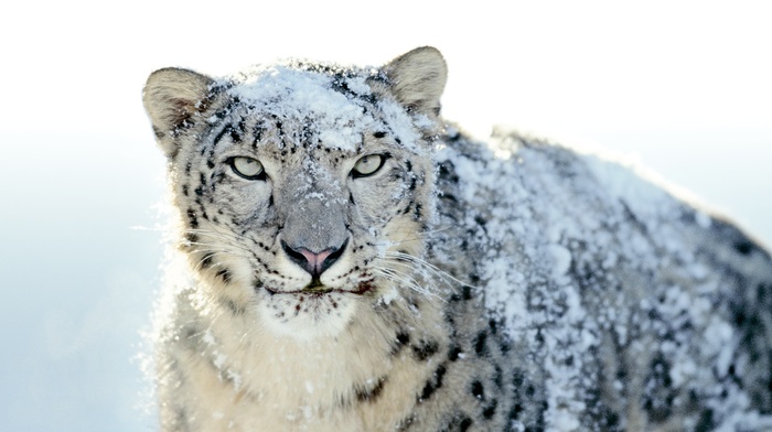 snow leopards, animals, snow, nature